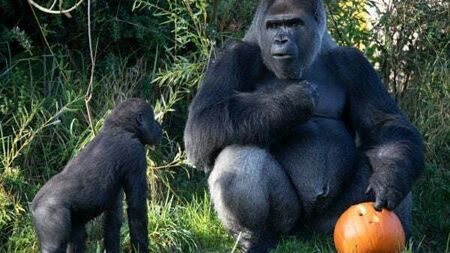 Dublin Zoo announces free entry for children in costumes for bank holiday weekend