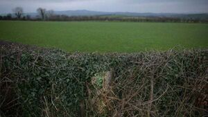 Rifle and revolvers among weapons found buried in hedgerow Rifle and revolvers among weapons found buried in hedgerow