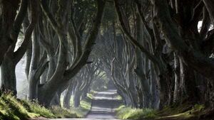 Several Dark Hedges trees made famous by Game Of Thrones to be cut down Several Dark Hedges trees made famous by Game Of Thrones to be cut down
