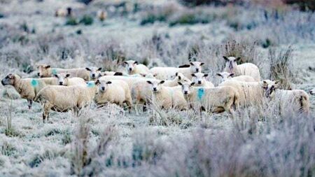 Arctic blast to hit Ireland this weekend with freezing temperatures forecast