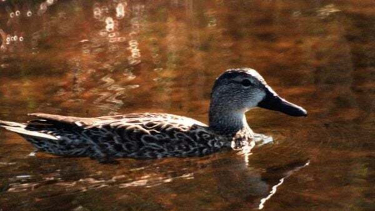 Decision to ban hunting of four types of migratory ducks challenged in High Court