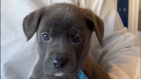 Six puppies found abandoned in cardboard box in Dublin graveyard