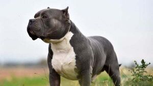 Dog attacks on the rise as over 3,000 hospitalised in 10 years, new study shows Dog attacks on the rise as over 3,000 hospitalised in 10 years, new study shows