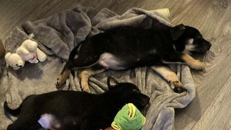 Puppies 'thriving and healthy' in foster home after being abandoned in Dublin graveyard