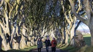 Trees made famous by Game Of Thrones ‘could disappear within 15 years’ Trees made famous by Game Of Thrones ‘could disappear within 15 years’