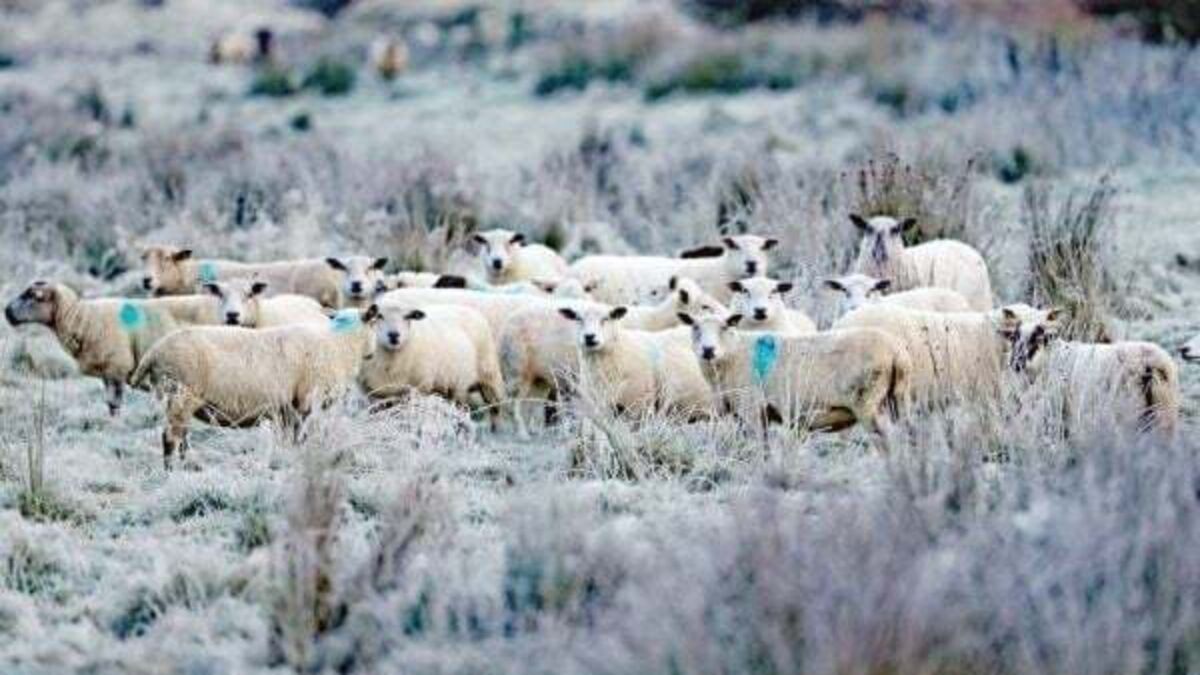 Frost and ice on the way as cold weather advisory issued