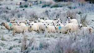 Frost and ice on the way as cold weather advisory issued Frost and ice on the way as cold weather advisory issued