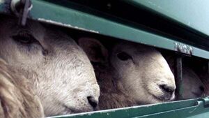 Livestock export ban makes progress despite Northern Ireland ‘loophole’ fear Livestock export ban makes progress despite Northern Ireland ‘loophole’ fear