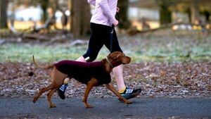 Council warn against dog warden scam after man received garda warning