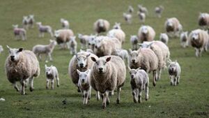 Appeal for information after 13 pregnant ewes stolen Appeal for information after 13 pregnant ewes stolen