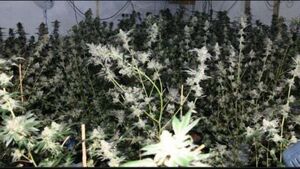 Drugs worth €631,500 seized by gardaí in Donegal