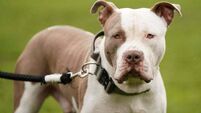 Stormont announces planned restrictions for XL bully owners in Northern Ireland