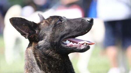 Supreme Court refuses further appeal by prisoner seeking release of 'dangerous' dog