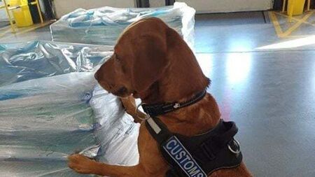 Revenue seize cannabis and wine worth over €500,000 in Dublin and Rosslare