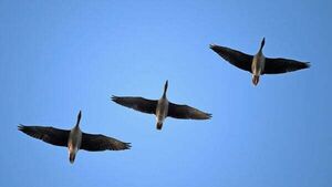 Investigation after goose ‘impaled on a pole by youths’ near lake