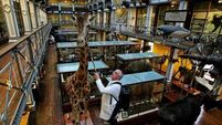 Natural History Museum to close for extensive building conservation works