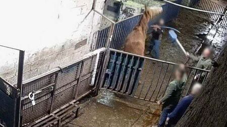 Major protest planned outside factory over 'abhorrent' horse abuse footage