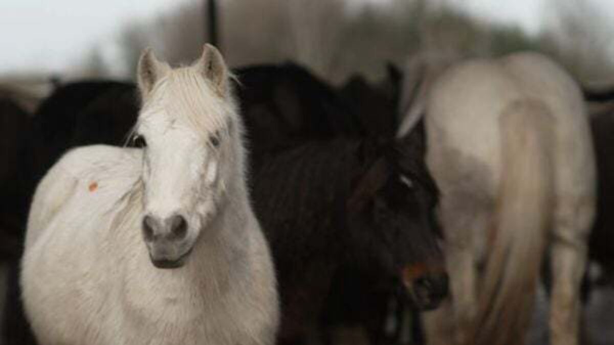 Officials shut down abattoir at centre of horse abuse claims