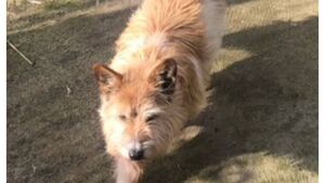 Bagenalstown family dog stolen by burglars 