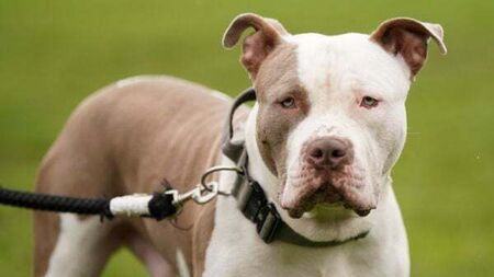 Gardaí confirm growing trend of XL Bully dogs being abandoned