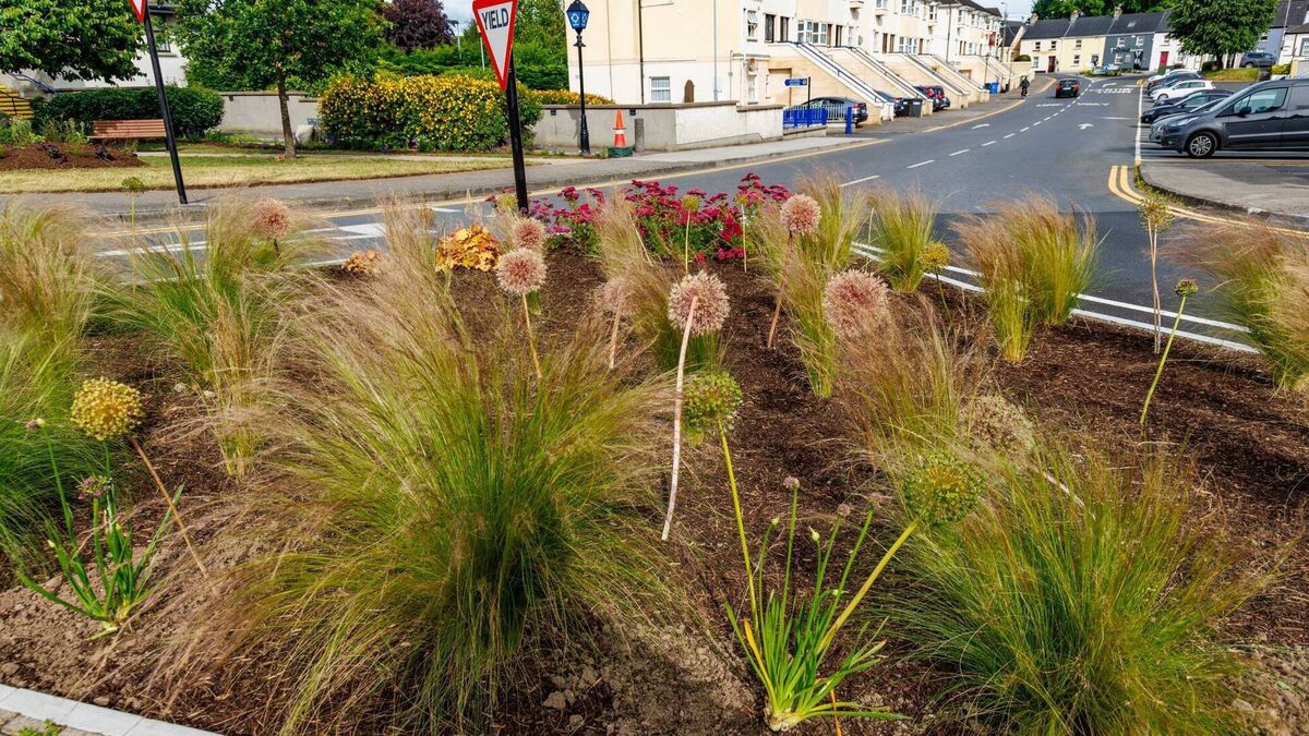 Carlow town rolls out the red carpet for Friday's Entente Florale visit 