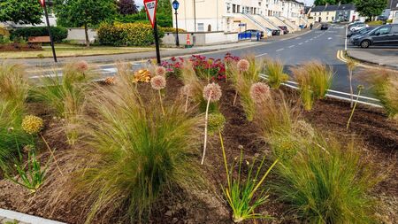 Carlow town rolls out the red carpet for Friday's Entente Florale visit 