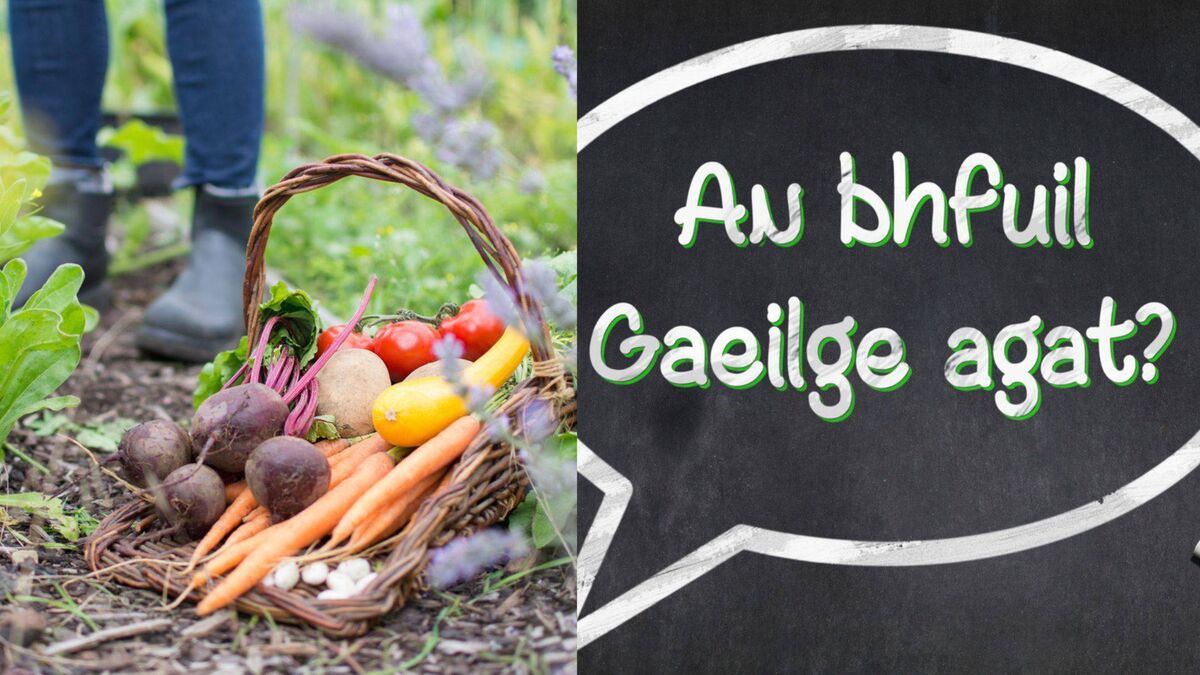 Irish lessons, camps, community garden and more
