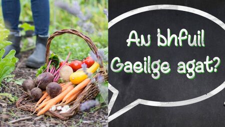 Irish lessons, camps, community garden and more