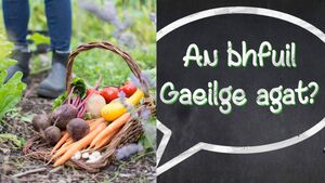 Irish lessons, camps, community garden and more