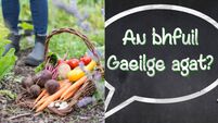 Irish lessons, camps, community garden and more