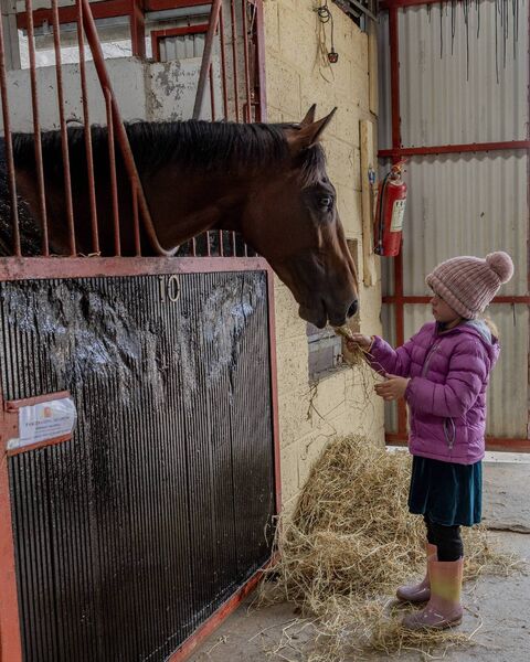 Hannah Davis feeds Fascinating Shadow some hay. Photo: Thomas Nolan Photography. 
