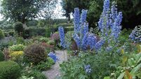 Lalor clan rally, open day at Clonohill Gardens and sports results