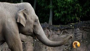 Third elephant at Dublin Zoo tests positive for deadly EEHV virus Third elephant at Dublin Zoo tests positive for deadly EEHV virus