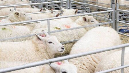 IFA say lamb prices at the factories are 'unacceptable and must stop'