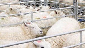 IFA say lamb prices at the factories are 'unacceptable and must stop' IFA say lamb prices at the factories are 'unacceptable and must stop'