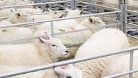 IFA say lamb prices at the factories are 'unacceptable and must stop'