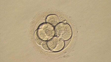 Couple sue fertility clinic over loss of embryos