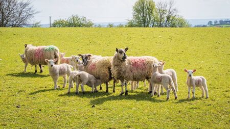 ICSA sheep boss describes week-on-week price cuts as unjustified 