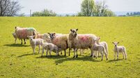 ICSA sheep boss describes week-on-week price cuts as unjustified 