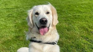 Three Carlow pooches vie for Nose of Tralee 