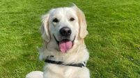 Three Carlow pooches vie for Nose of Tralee 