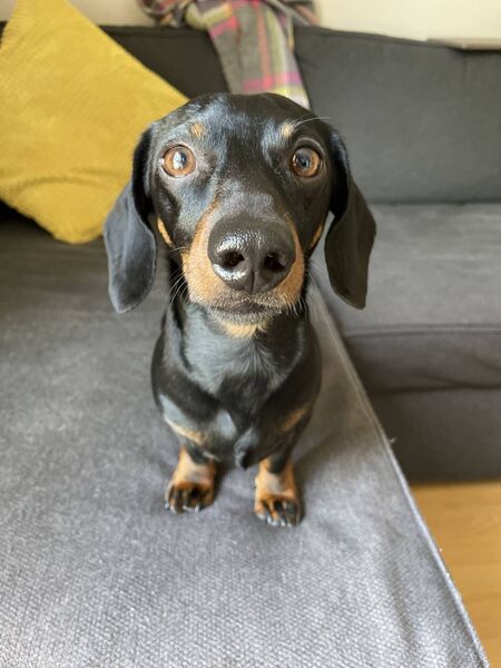 Roscoe is always greatly admired, wherever he goes 