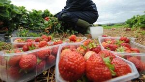 Woman who got ‘repetitive pain’ from planting strawberries awarded almost €40,000 Woman who got ‘repetitive pain’ from planting strawberries awarded almost €40,000