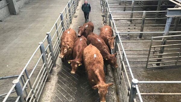 Steady trade for quality bullocks at Baltinglass Mart