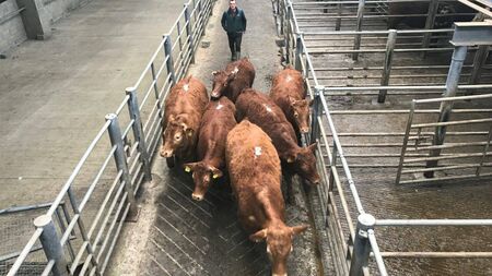 Steady trade for quality bullocks at Baltinglass Mart