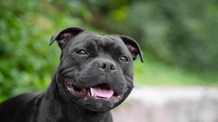 Staffordshire Bull Terrier bit two passersby on street