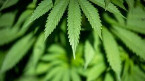 Cavan woman fails in challenge over hemp product restrictions Cavan woman fails in challenge over hemp product restrictions