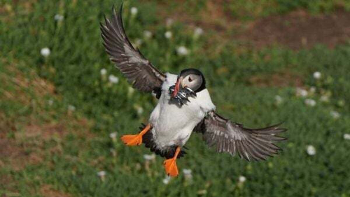 Protection area could mean brighter future for puffins on Saltee Islands