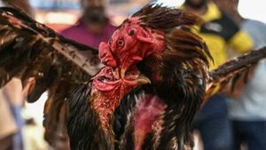 Evidence of suspected 'cock fighting' discovered alongside 15 dead roosters in Co Monaghan Evidence of suspected 'cock fighting' discovered alongside 15 dead roosters in Co Monaghan