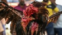 Evidence of suspected 'cock fighting' discovered alongside 15 dead roosters in Co Monaghan